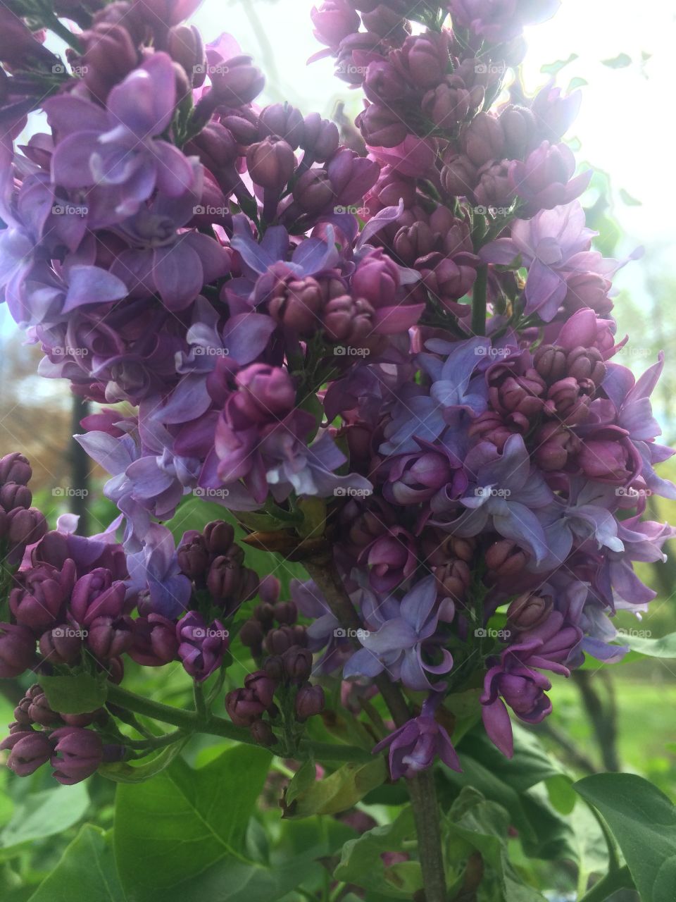 Blooming lilacs 