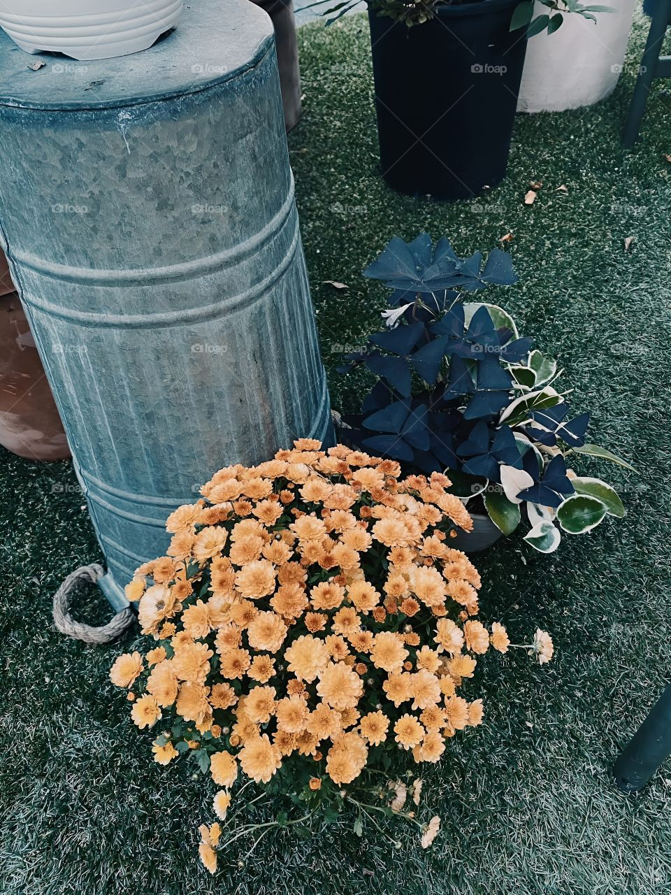 tiny flower middle in city