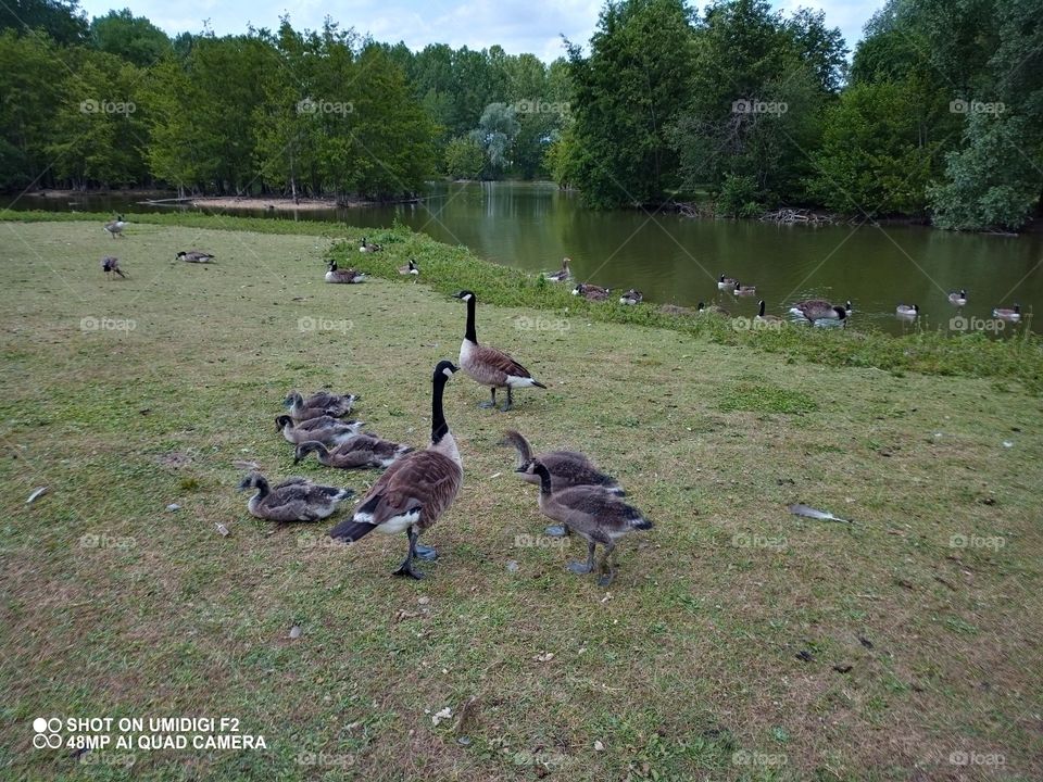 Canards 🦆 et canetons