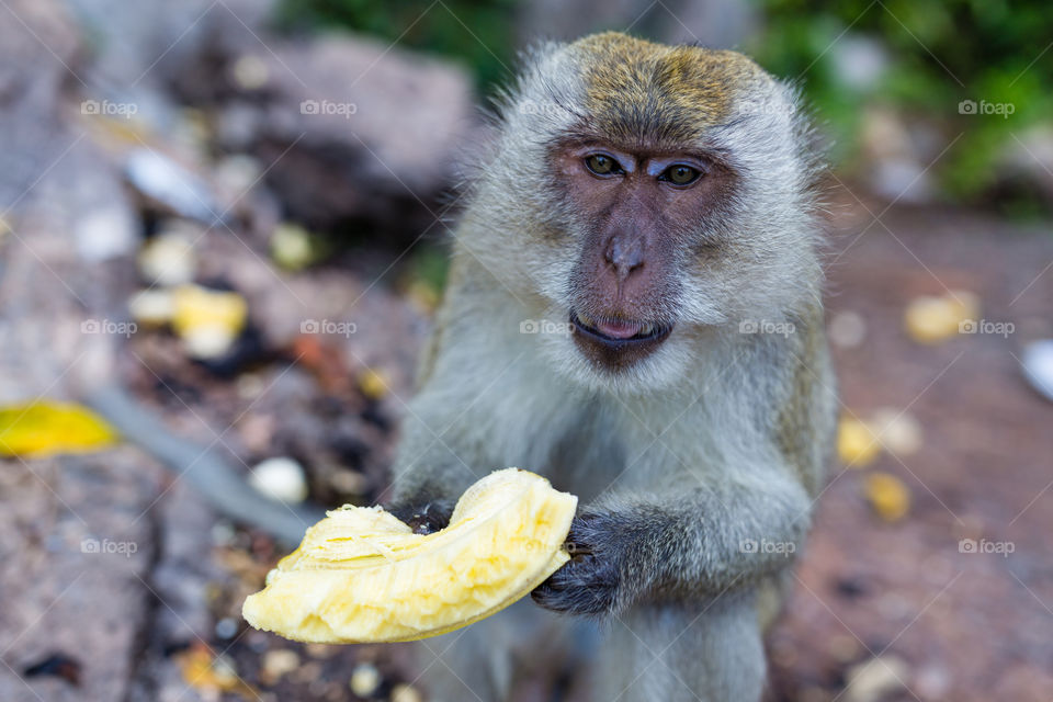 Monkey eating durian in Thailand 