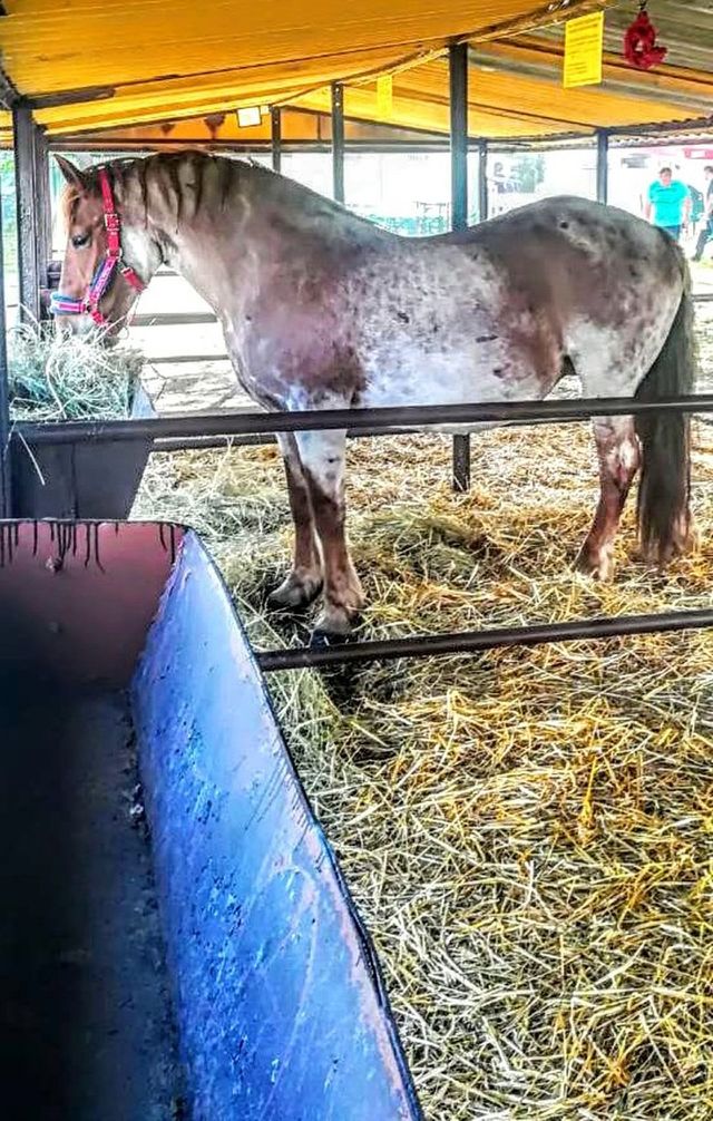 Majestic horse.