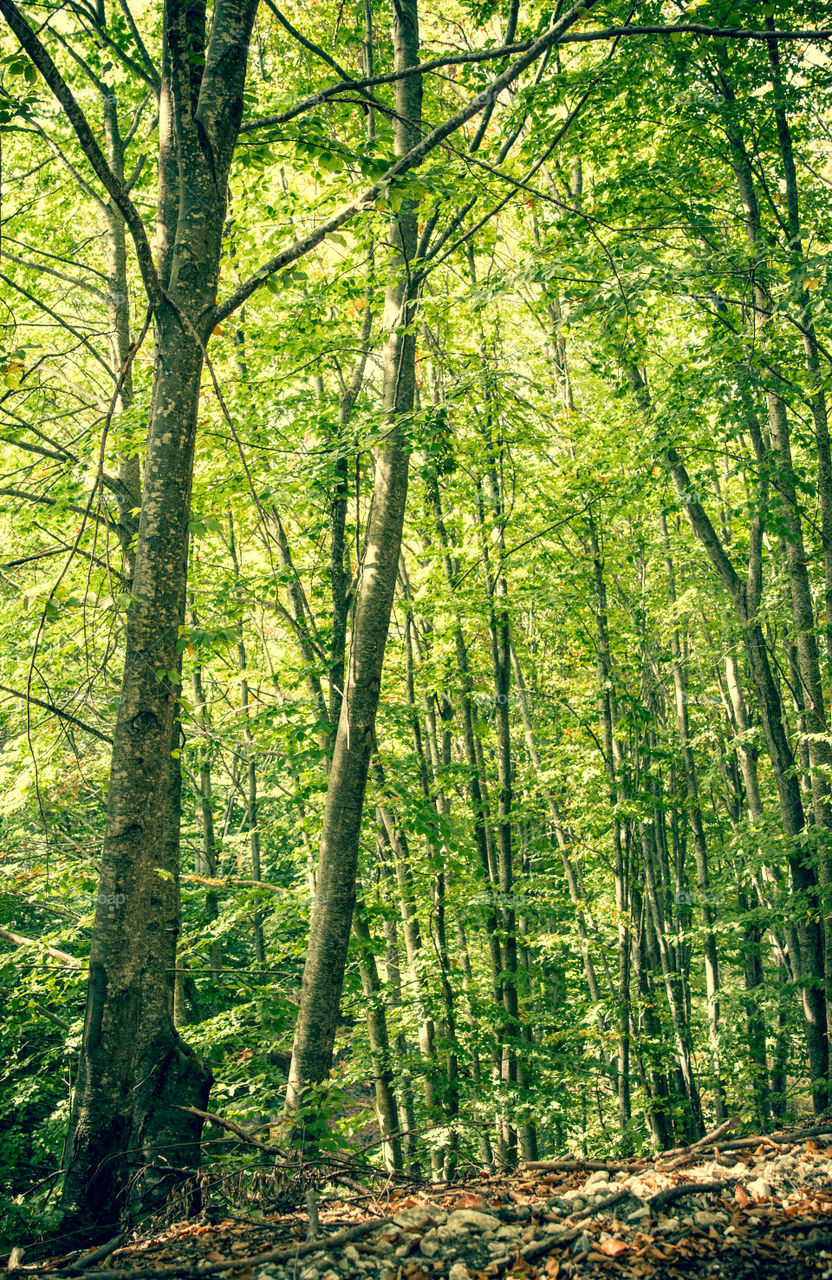 Wood, Nature, Leaf, Landscape, Tree