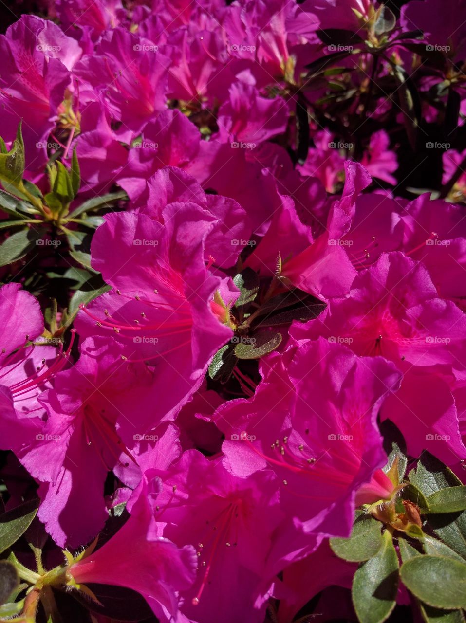 Azalea, an explosion of color