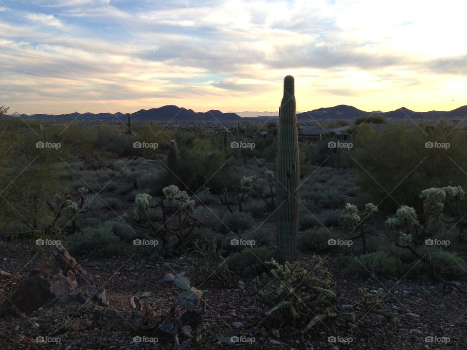 Desert dusk. View of cactus, mountains and clouds. 