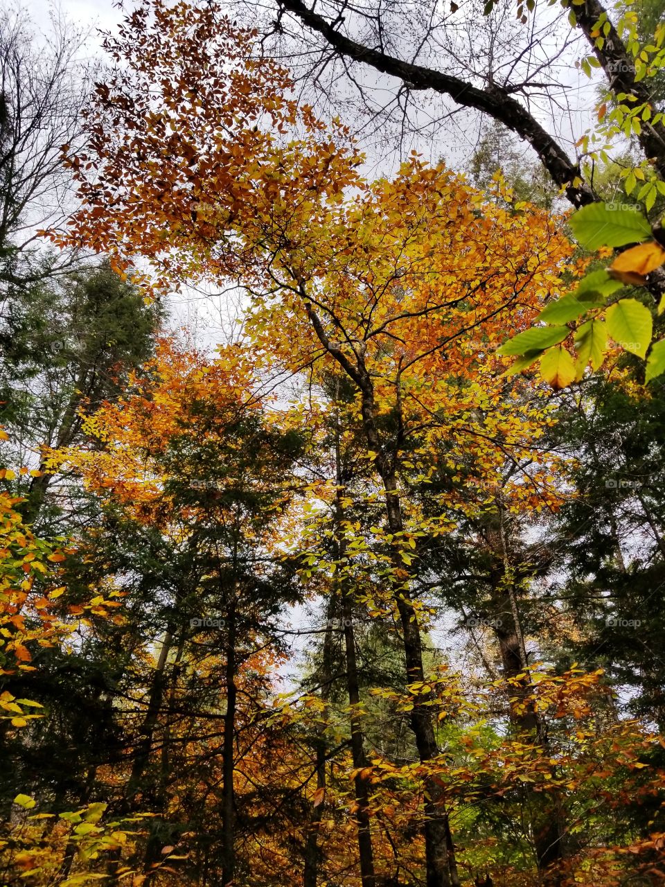 fall beauty