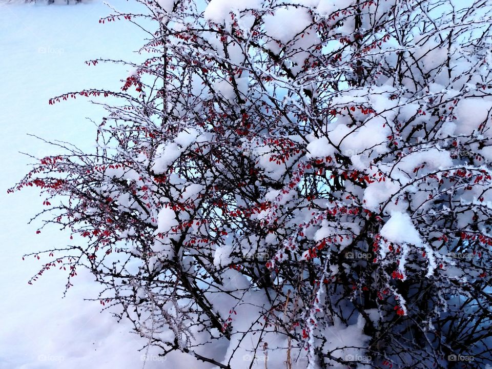 Winter Plant Bush Central Oregon Crooked River Ranch Snow