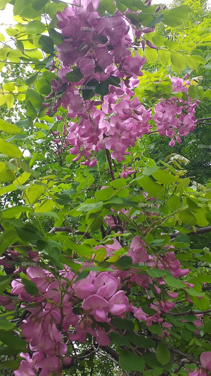 Purple spring tree