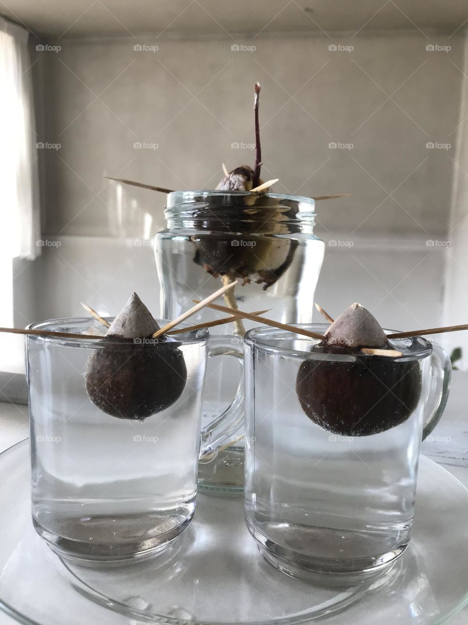 The green story of growth and germination. Life is a constant struggle.