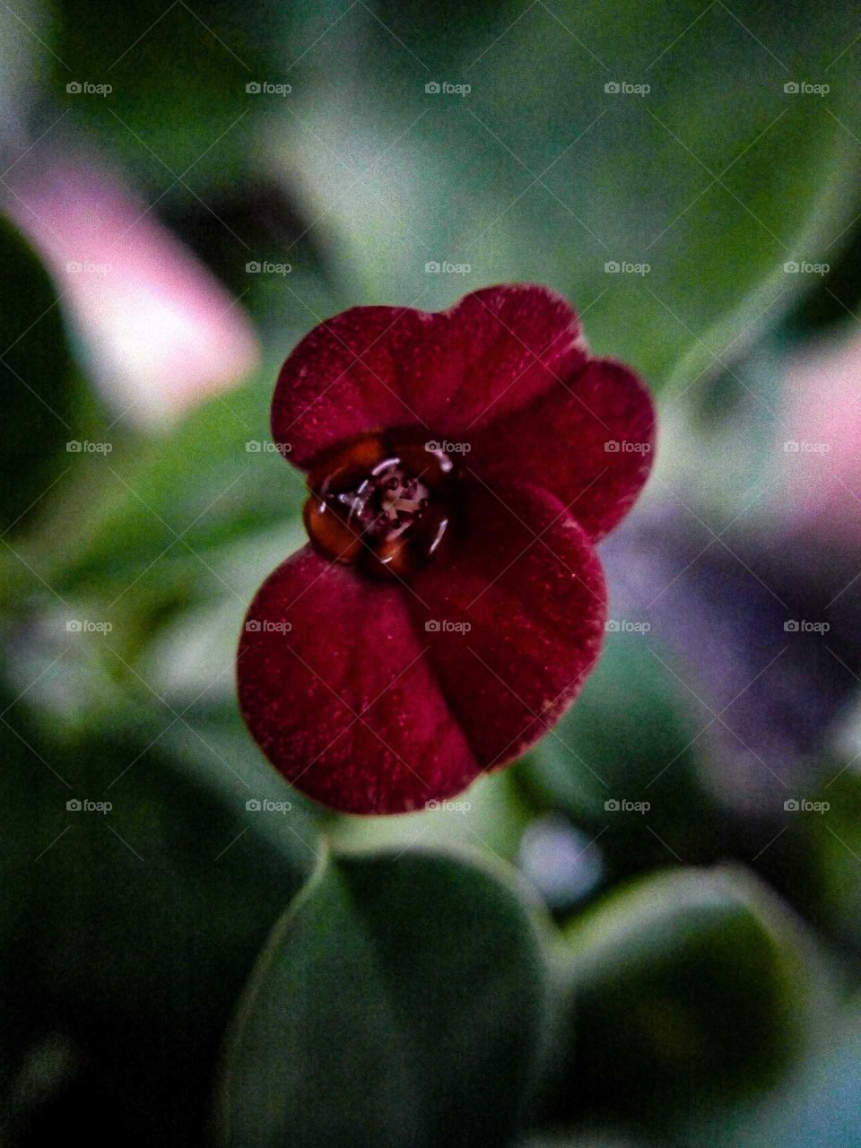Euphorbia milii flower close shot
