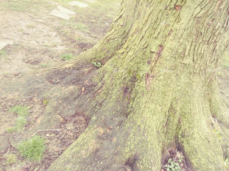 green taking tree bark