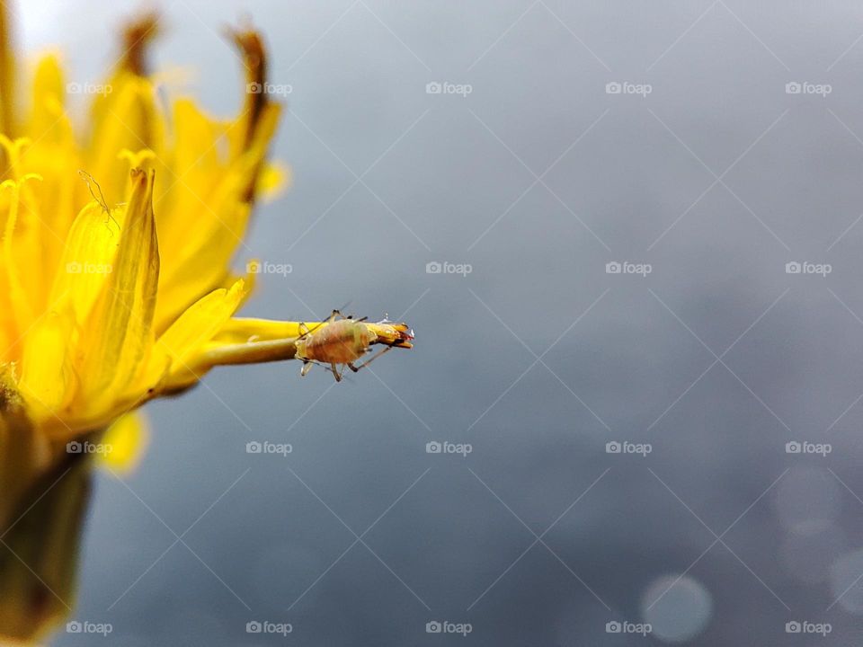 Plant lice on flower