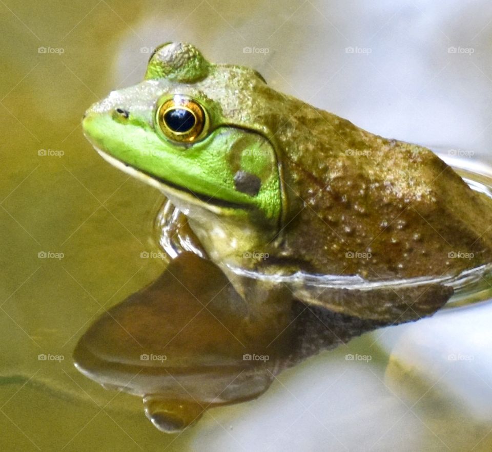 Frog in a swampy lake with its reflection in the water