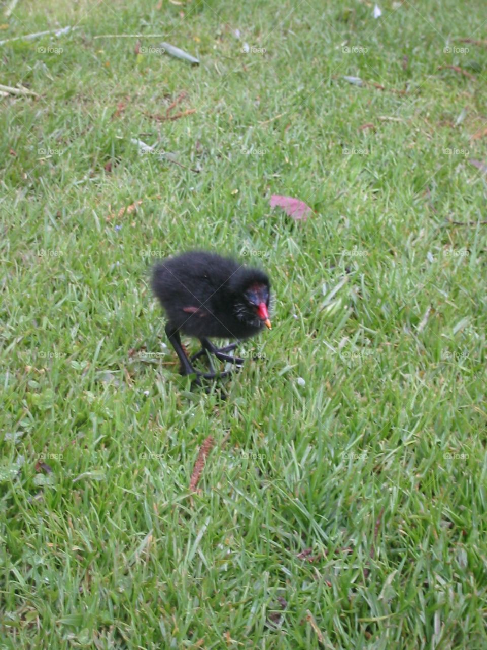 Looks like the ugly duckling