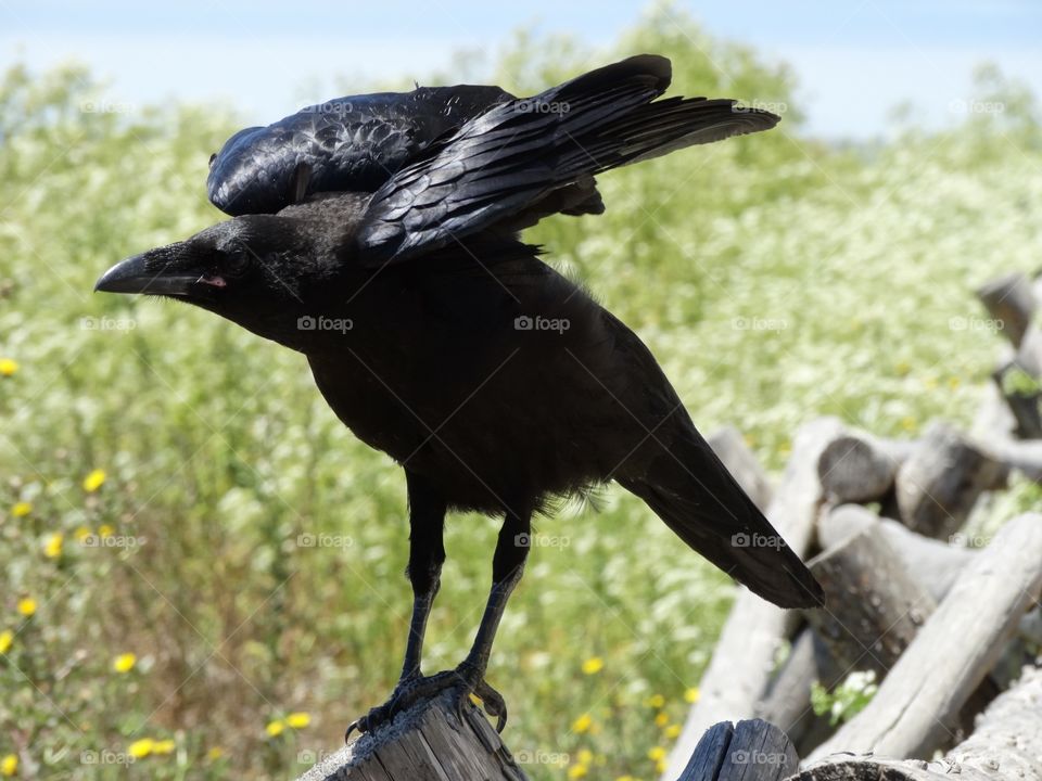 Raven Spreading Wings