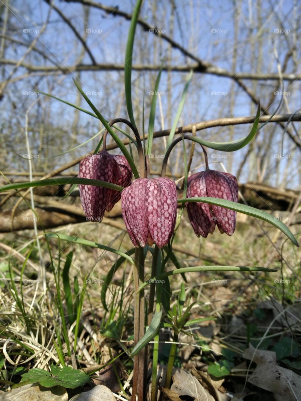 Fritillaria meleagris