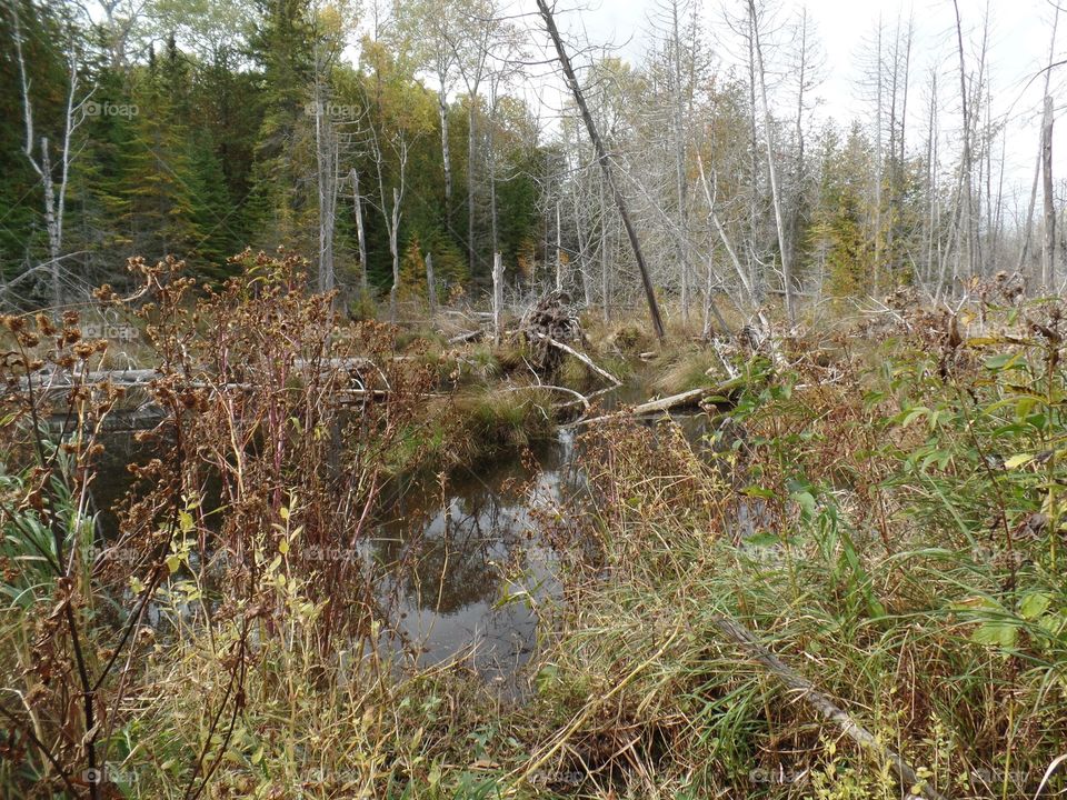 Drummond Island, Michigan 