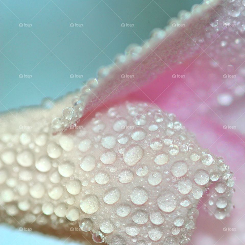 Bower Vine flower soaked in dew drops