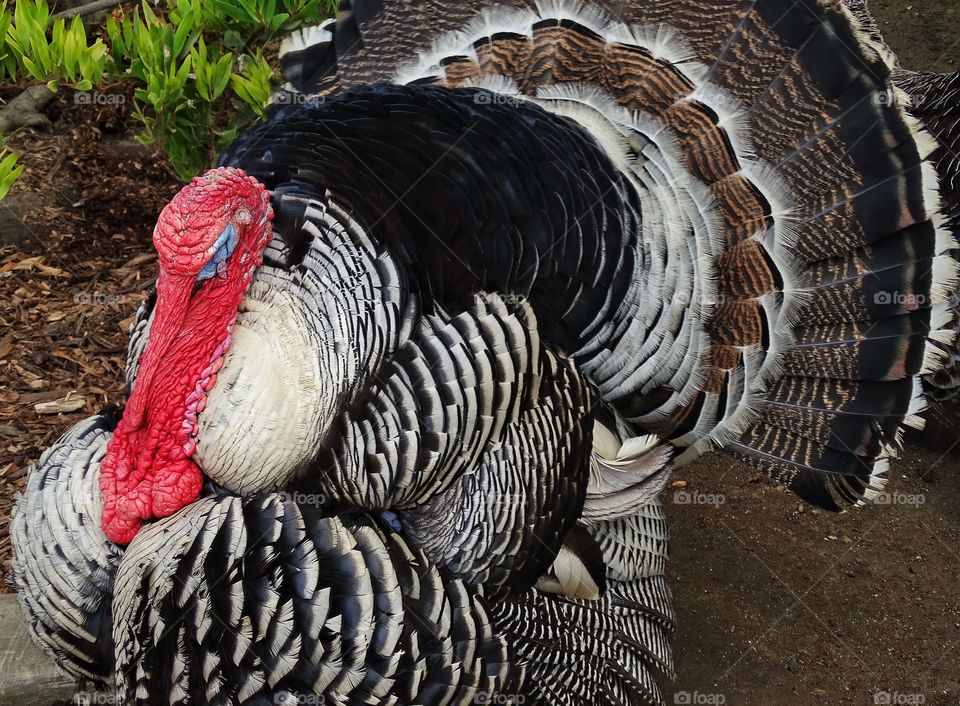 Male Wild Turkey
