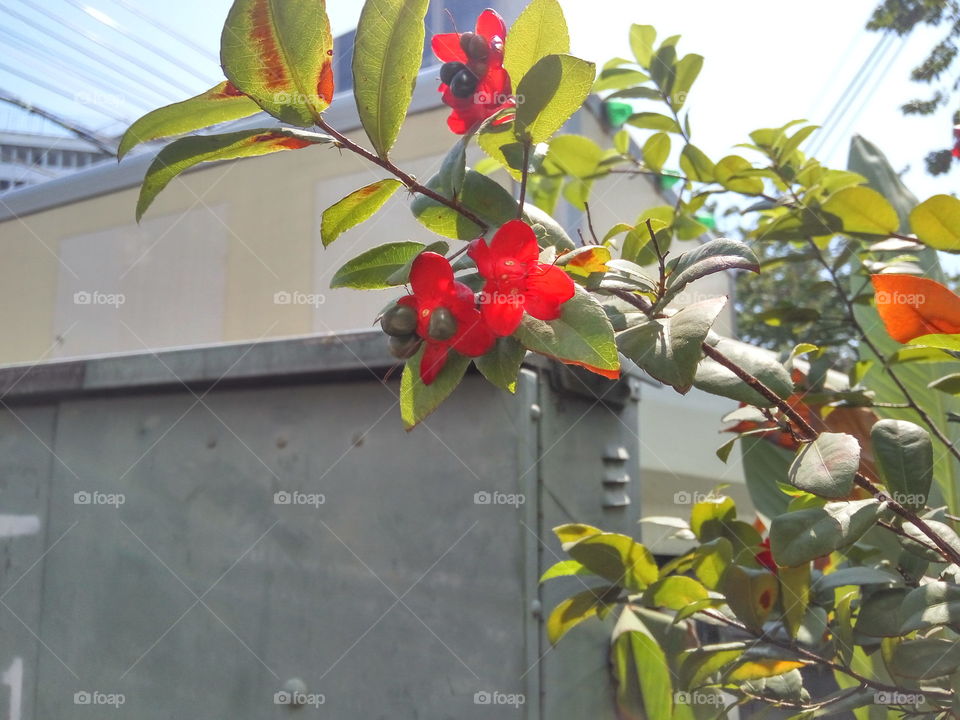 red flowers and their fruit in the city