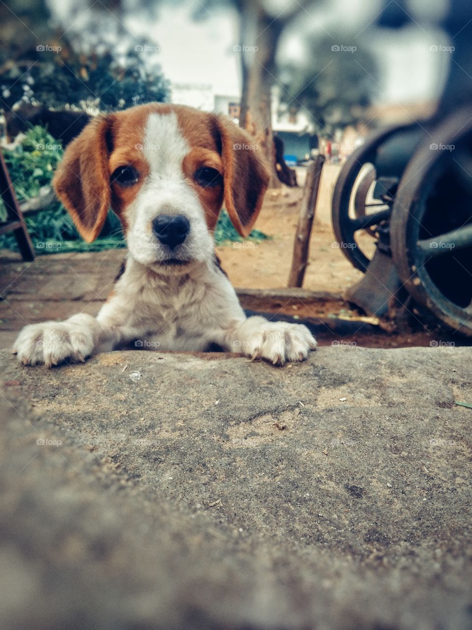 Pet  Animal Pet image Dog image