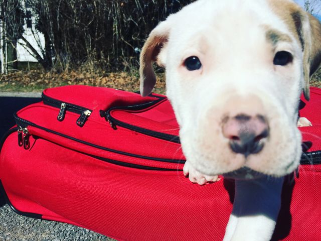 Cute dog