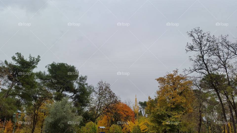 Tree, Landscape, Nature, Fall, No Person