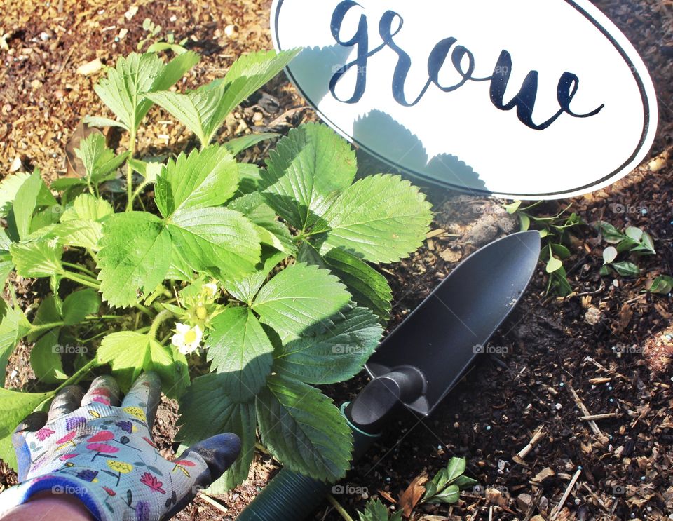 My garden! Fresh homegrown strawberries from my garden! Grow your own food for freshness!