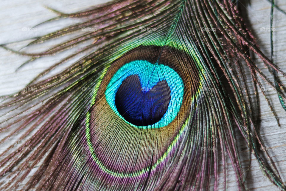 A peacock's feather close-up