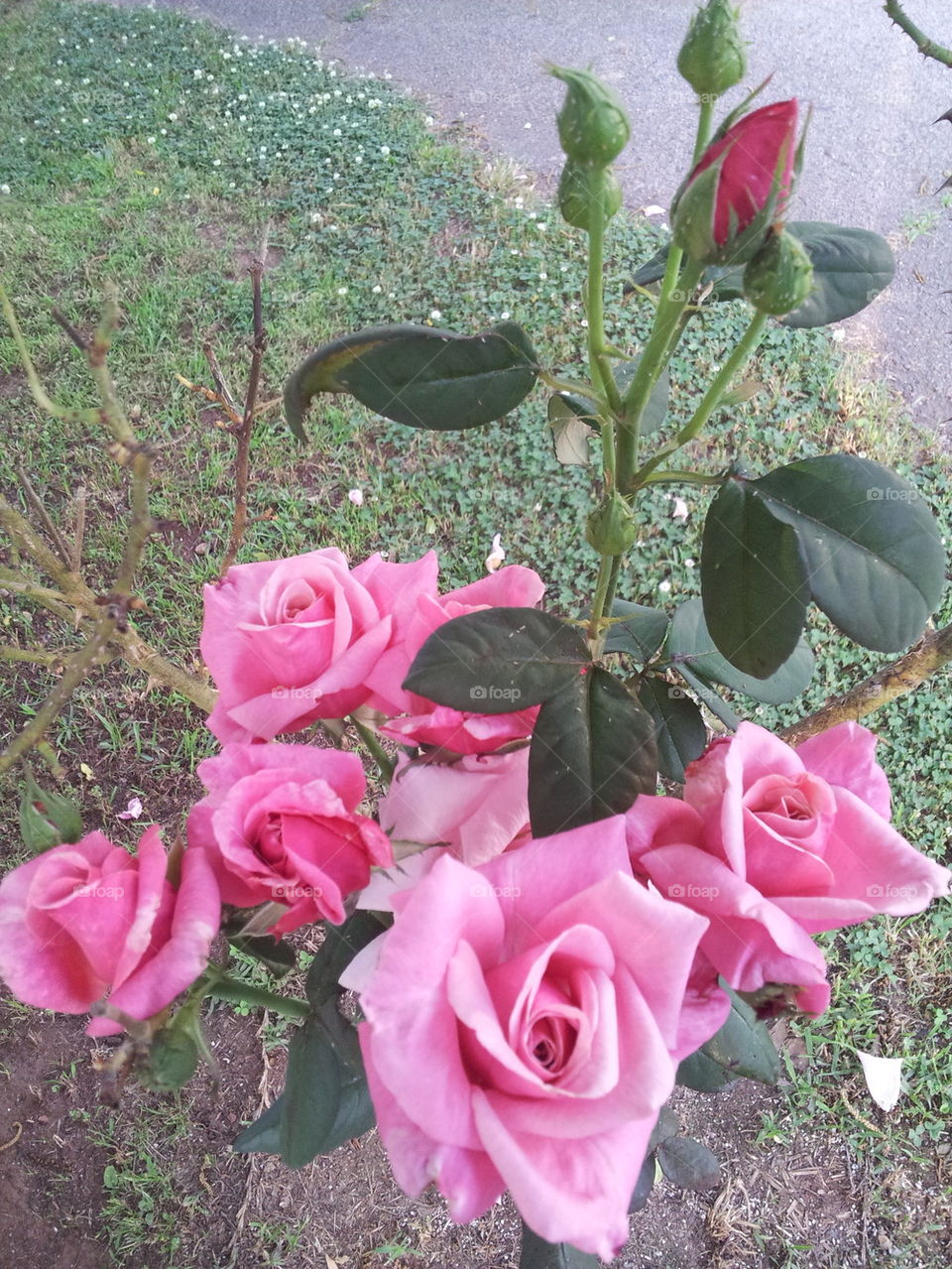 Many Rose Blossoms on One Stem