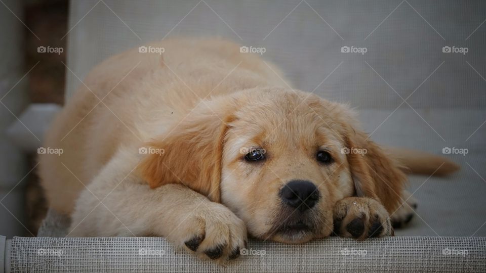 golden retriever puppy