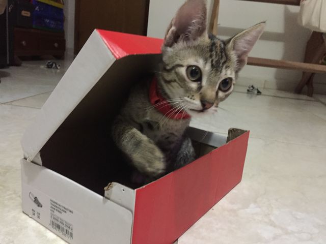 Gato