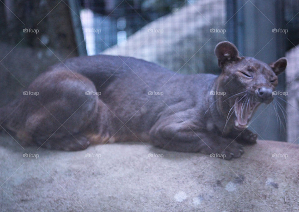 fossa yawning