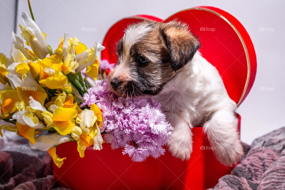 Puppy and flowers