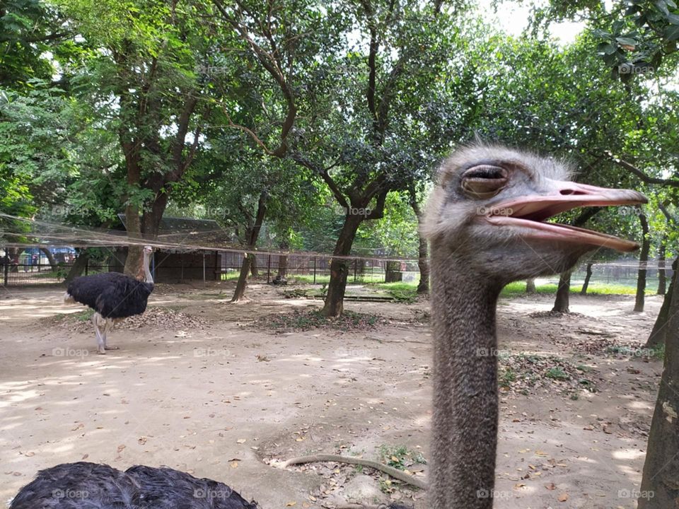 Ostrich in Zoo
