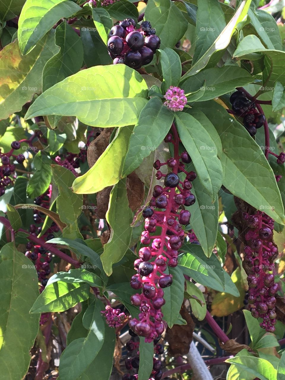 Flower and fruits altogether 