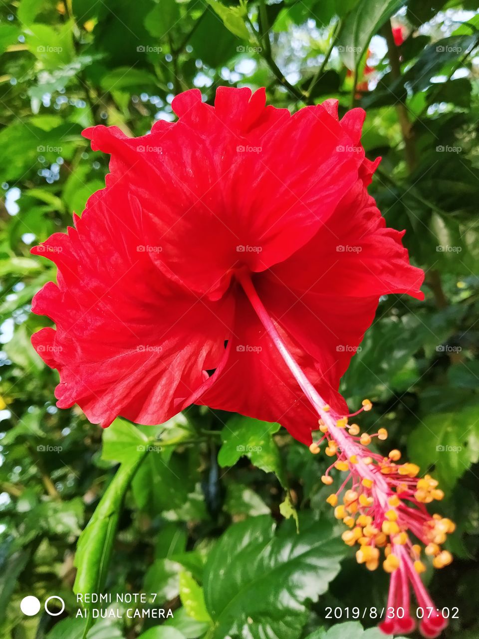 beauty of flower