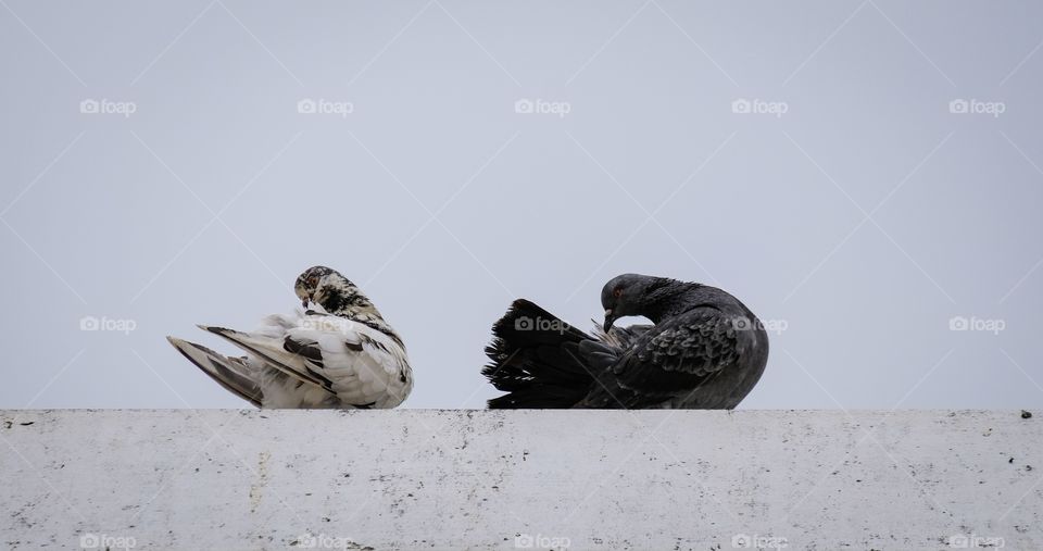 Black and White pigeons on the roof