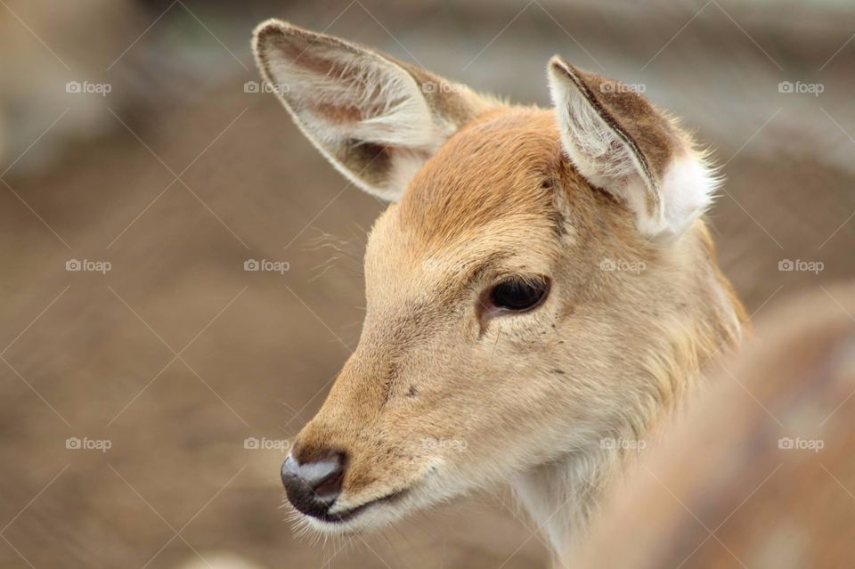 Deer closeup