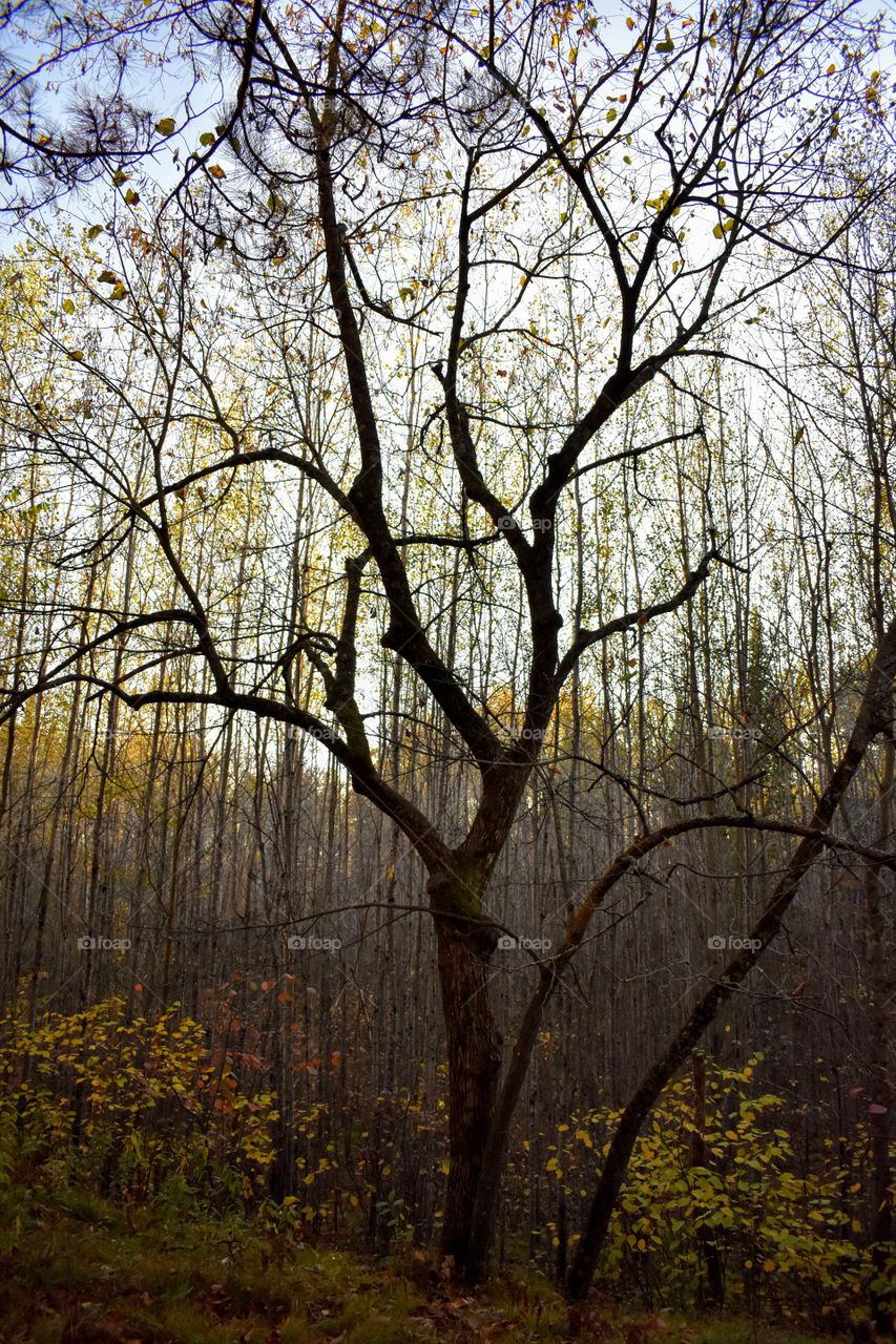 The tree with spooky vibes