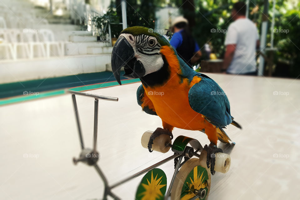 funny colorful parrot on a bicycle