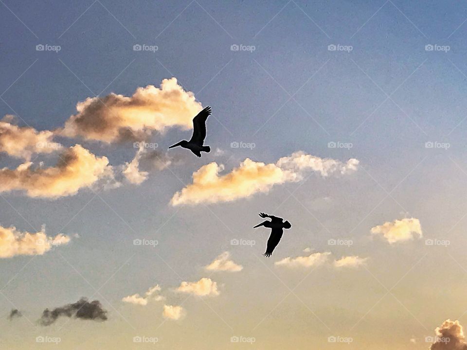 Pelicans in flight at sunset 