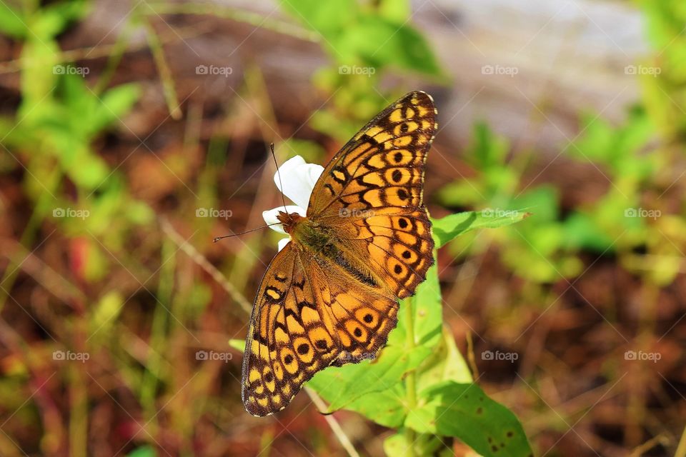 Close-up of butterfly