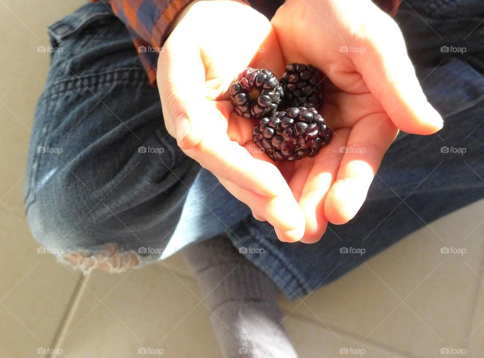 child's hands holding blackberries over ripped jeans