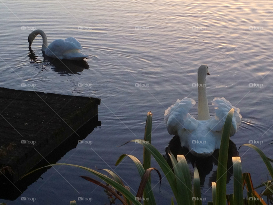 sunset water reeds swans by Ellis