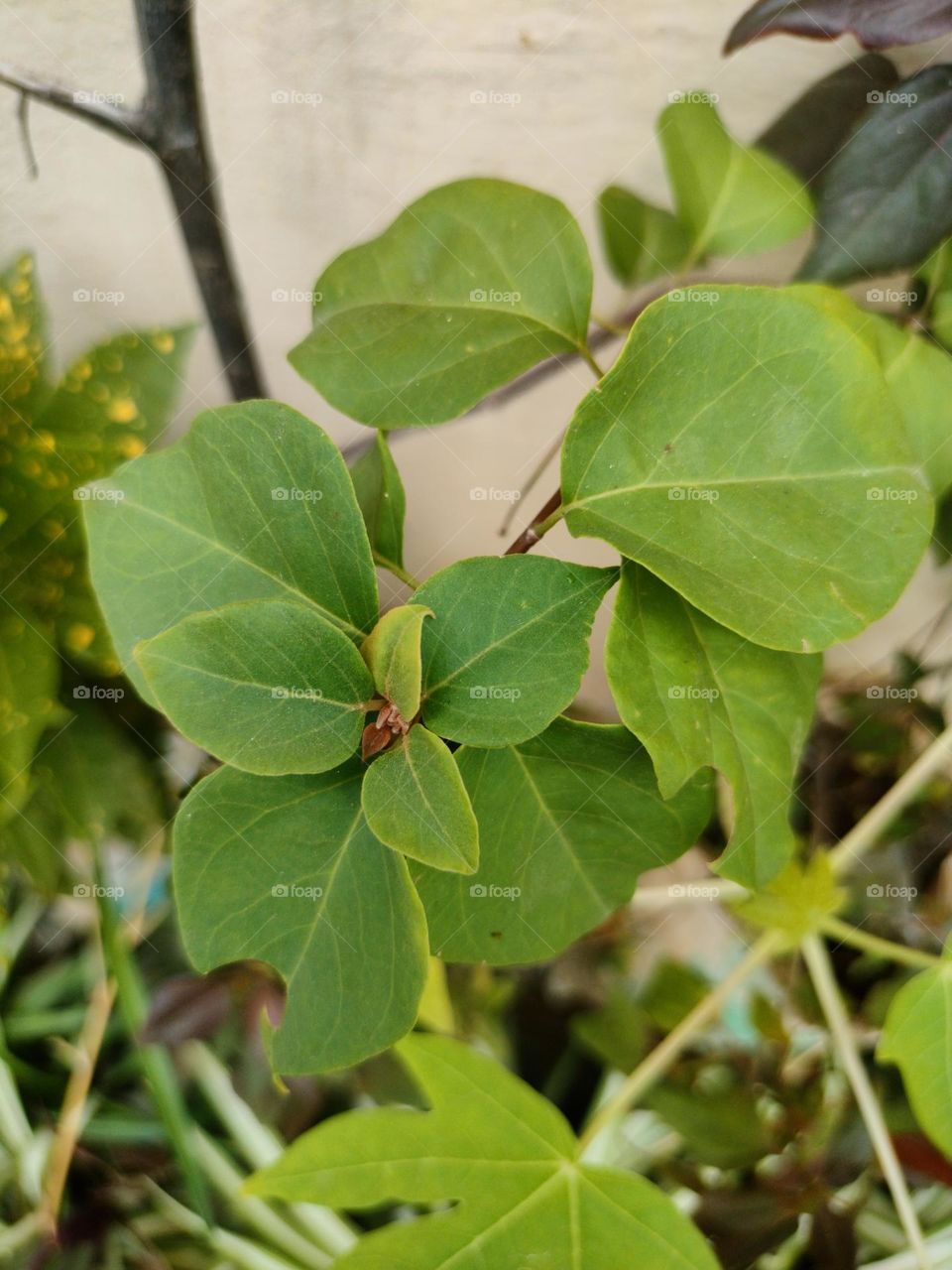 Beautiful Morning Click