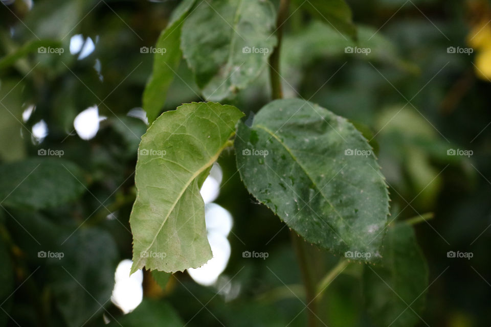 Green rose bush leaves 