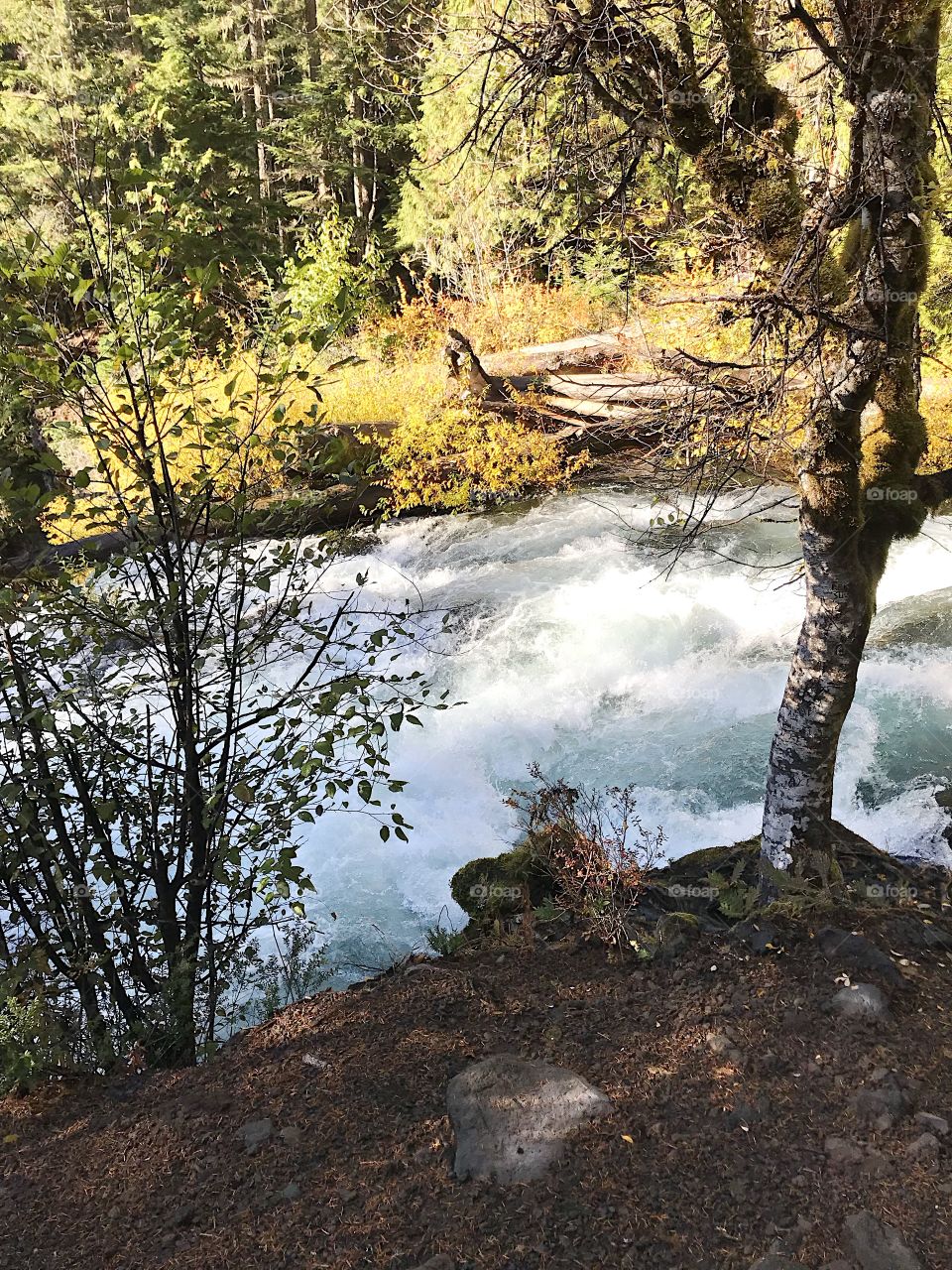 Sun rays reflect off the rushing waters of the McKenzie River in the mountains of Western Oregon on a beautiful fall day. 