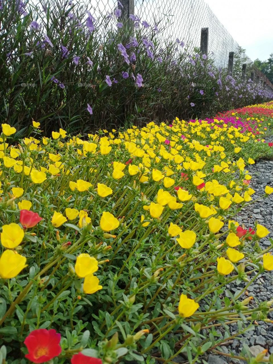 Đua nhau khoe sắc.