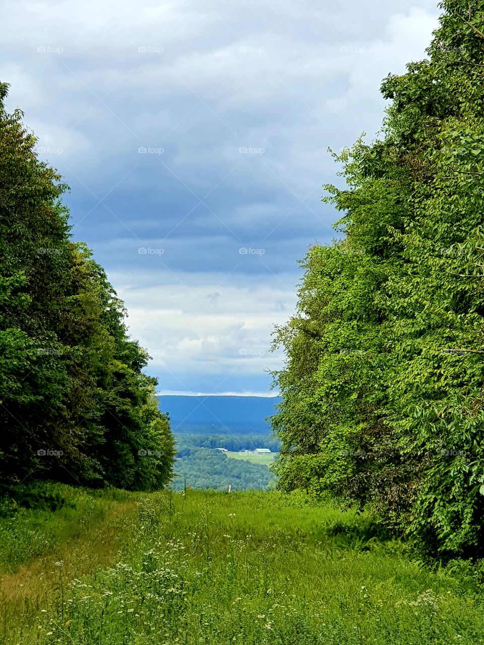 summer landscape