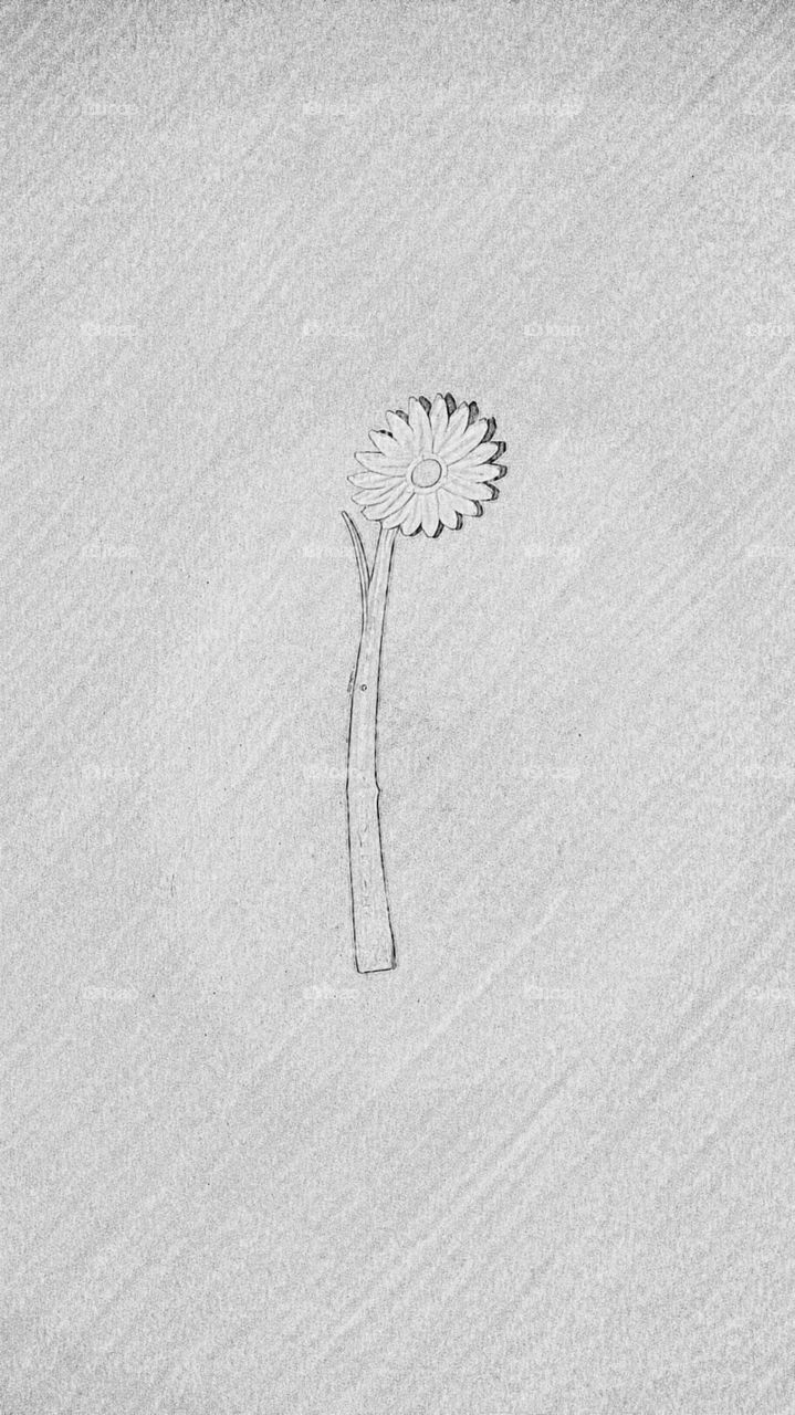 sketch flower